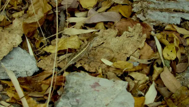 Photo of small reptile camouflaged among leaves