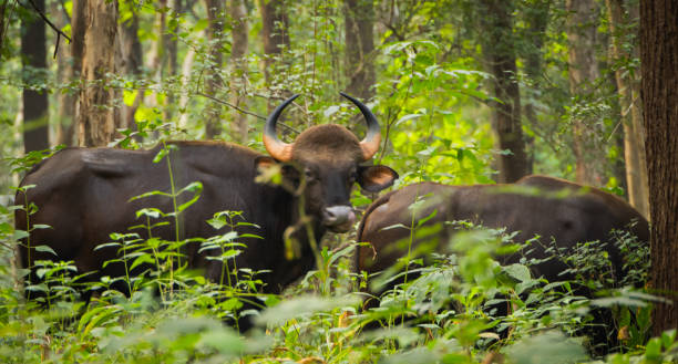 istock Indian Bison   in the forest 1758234286