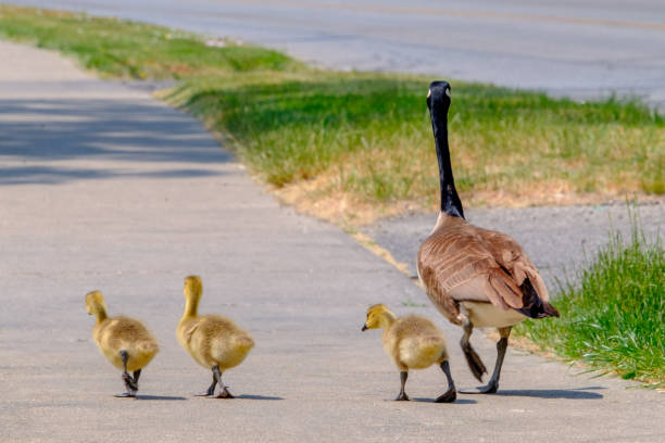 istock Canada Goose mother takes goslings for a walk 1758243611