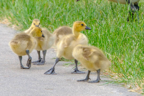 istock Goslings out for a spring walk 1758243617