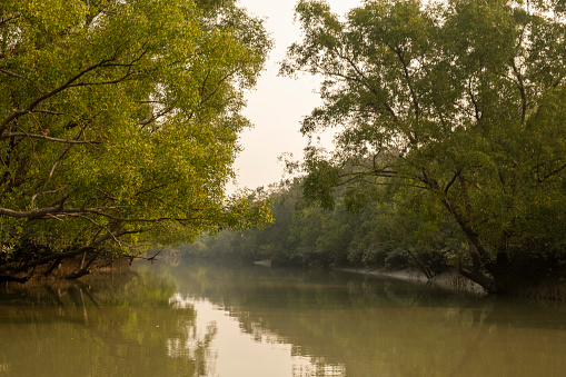 Sundarbans is the biggest natural mangrove forest in the world, located between Bangladesh and India.this photo was taken from Bangladesh.