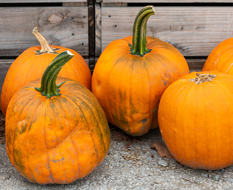 Close up of large pumpkins in a crate
