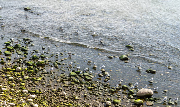 Rocky shores with seagulls
