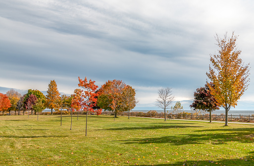 A farm house nestled back in a copse of tree showing their fall colors beyond a rolling pasture against a brilliant blue sky studded with cumulus and cirrus clouds.