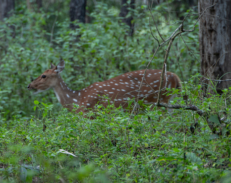 Indian spotted deer  in bhadra wildlife sanctuary