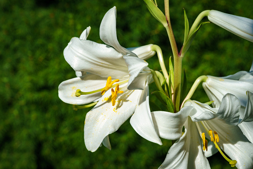 White Madonna lily, or Lilium Candidum flower on a natural dark evergreen background. White lily. Selective focus. The concept of nature