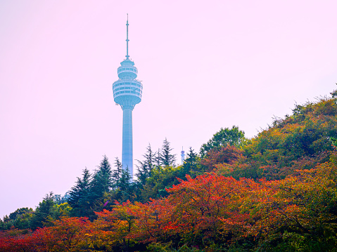 Daegu City Autumn Skyline at pink sunrise in South Korea over the Duryu Mountain with Daegu 83 Tower in the foggy morning, tranquil cityscape with vibrant beautiful foliage against warm pastel sky