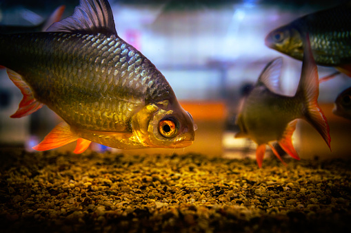 Colorful blue fish in an aquarium. Labidochromis fish