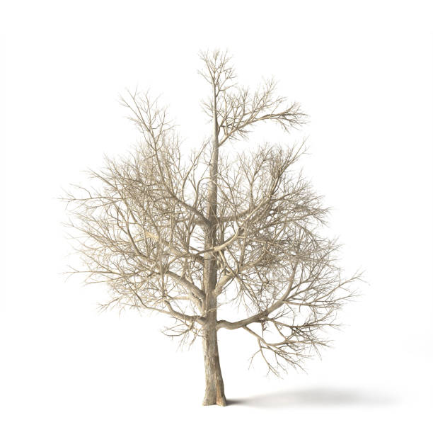 istock Tree without leaves isolated on white background. 3d illustration 1758268325