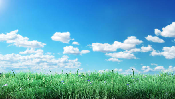 istock Young green beautiful grass against the sky. 3d illustration 1758268788