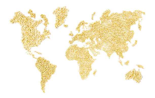 concept of global hunger. world map made of wheat grains. grain continents. 3d illustration - healthy eating freight transportation globe planet imagens e fotografias de stock