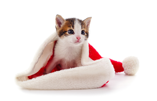 Cat in Christmas hat  isolated on a white background.