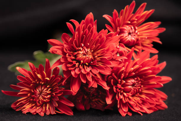 istock Red unfurling petals on a dark background. 1758283606