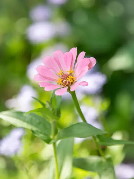 A single soft pink zinnia against a blurred green and blue background.