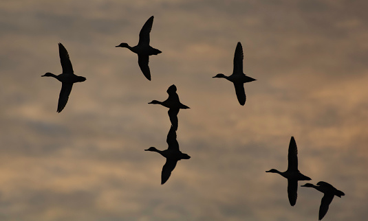 Seven Ducks Fly Past at dusk