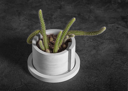 Gray gypsum pot with cacti on a dark background, top view. Home gardening.