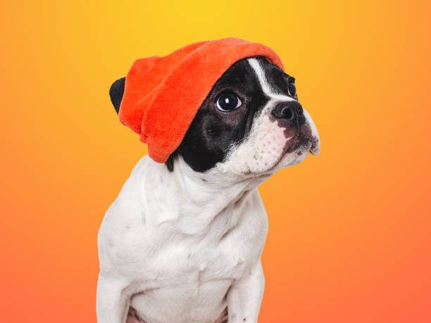istock Cute puppy and a red knitted hat 1758295492