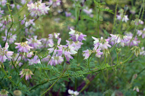 istock In nature, Securigera varia grows in herbs 1758298668