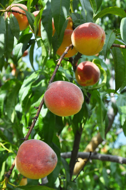 istock On the tree branch ripe peach fruits 1758299745