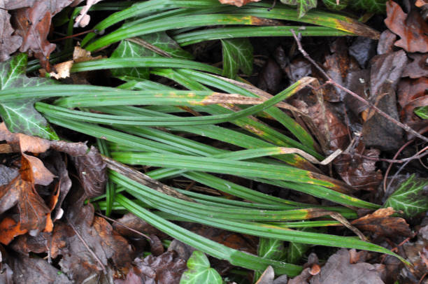 turzyca owłosiona (carex pilosa) rośnie w przyrodzie - carex zdjęcia i obrazy z banku zdjęć