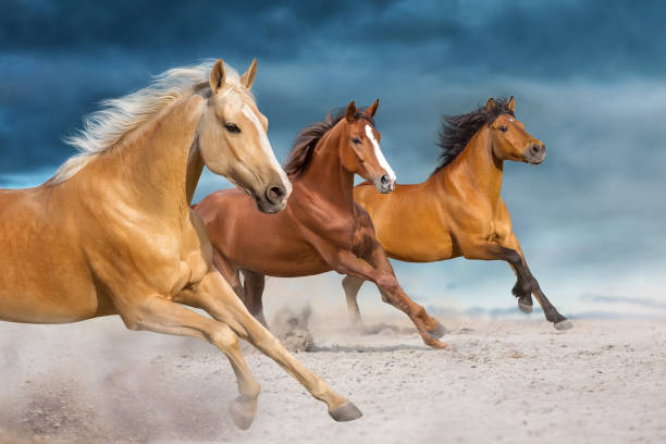 istock Horse herd run in dust 1758303541