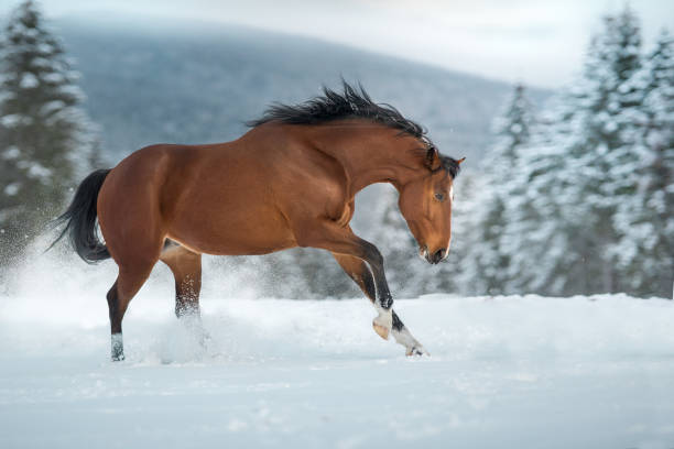 istock Horse run in mountain 1758303609