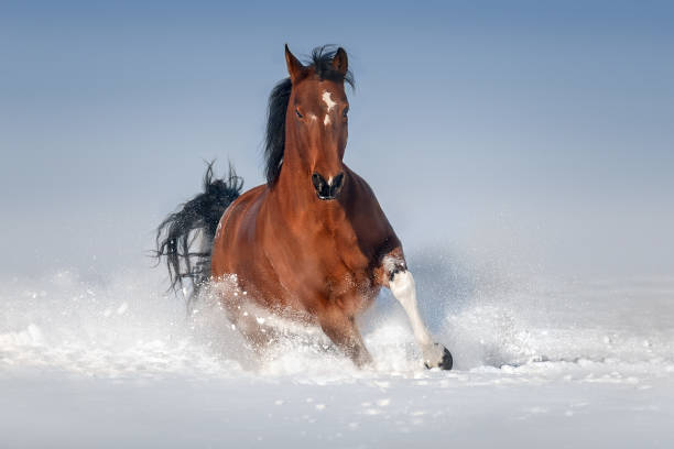 istock Bay horse run in snow 1758303628