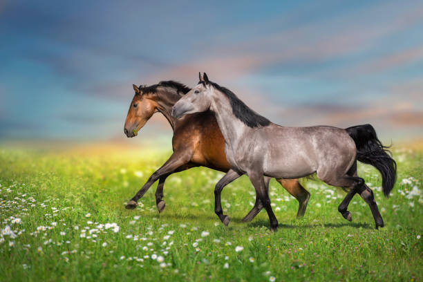 istock Horses run in flowers 1758303635