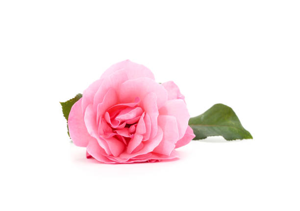 istock Beautiful pink roses. 1758313277