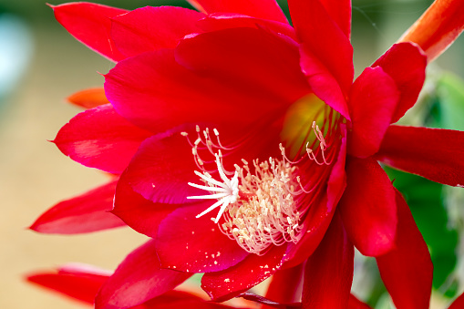 Closeup Red Cactus flower, Epiphyllum Red Orchid Cactus, background with copy space, full frame horizontal composition