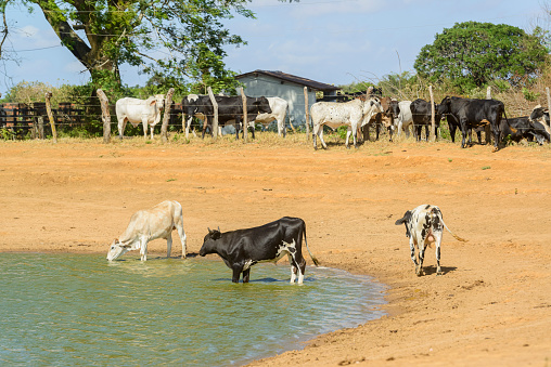 Cattle drinking water in a small lake, in the Caatinga biome in Exu, Pernambuco, Brazil, on October 16, 2023.