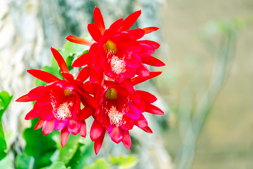 Red Cactus flowers, Epiphyllum Red Orchid Cactus, background with copy space, full frame horizontal composition