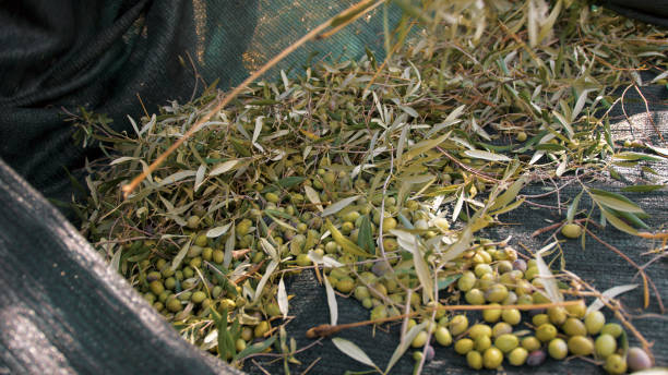 istock flat nets of olives under the tree 1758322560