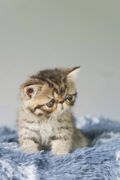 istock Feline Charm: Purebred Kitten Resting on a Gray Rug 1758327414