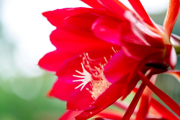 Closeup Red Cactus flower, Epiphyllum Red Orchid Cactus, background with copy space, full frame horizontal composition