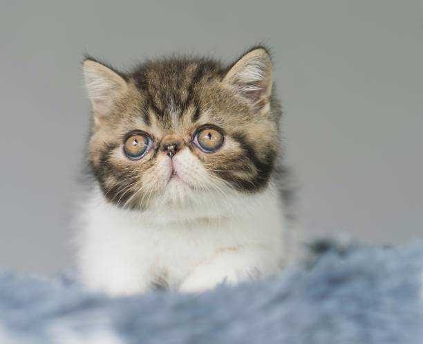 istock Feline Charm: Purebred Kitten Resting on a Gray Rug 1758330119