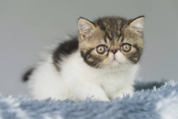 istock Feline Charm: Purebred Kitten Resting on a Gray Rug 1758330673