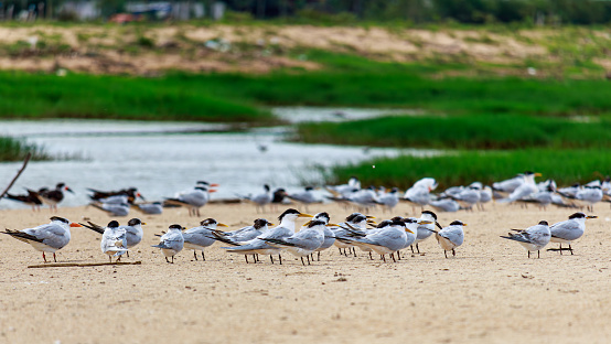 Thirty réis de bando resting on the beach.