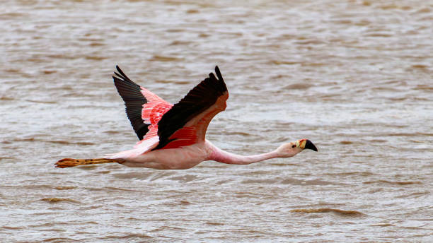 istock Flamingo of the Andes 1758340472