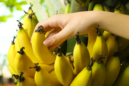 Woman picking ripe banana from tree outdoors, closeup