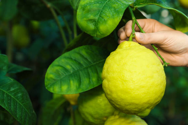 istock Woman picking ripe lemon from branch outdoors, closeup. Space for text 1758341028