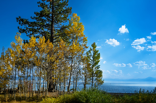 Autumn view of colorful aspen trees, growing along the shore of Lake Tahoe.\n\nTaken from Northshore of Lake Tahoe, California, USA