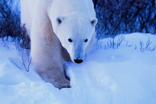 Close-up of one polar bear (Ursus maritimus) standing along the Hudson Bay, waiting for the bay to freeze over so it can begin the hunt for ringed seals.