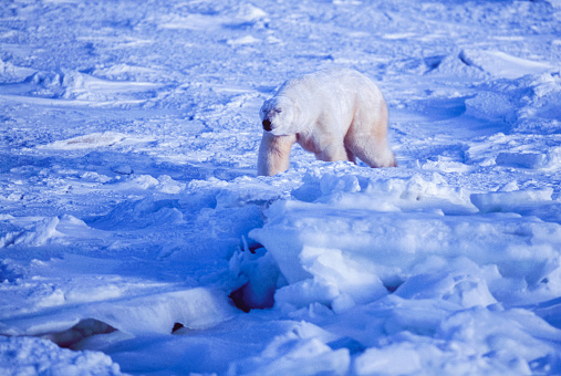 Close-up of one polar bear (Ursus maritimus) walking on the frozen water along the Hudson Bay, waiting for the bay to freeze over so it can begin the hunt for ringed seals.

Taken in Cape Churchill, Manitoba, Canada.