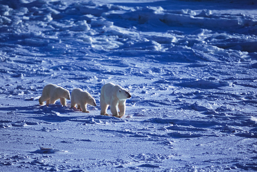 One polar bear (Ursus maritimus) mother strolling with her two cubs through the ice flows along the Hudson Bay.\n\nTaken in Churchill, Manitoba, Canada