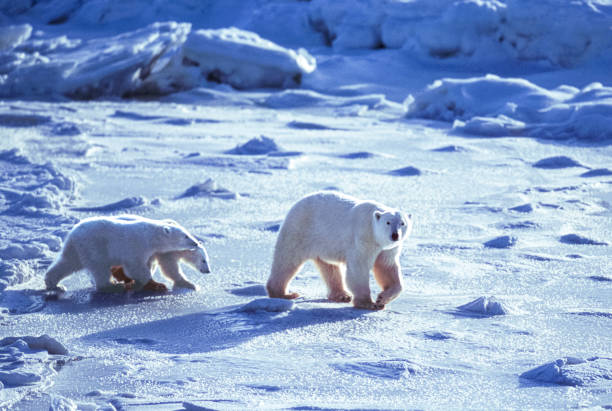 One polar bear (Ursus maritimus) mother strolling with her two cubs through the ice flows along the Hudson Bay.Taken in Churchill, Manitoba, Canada