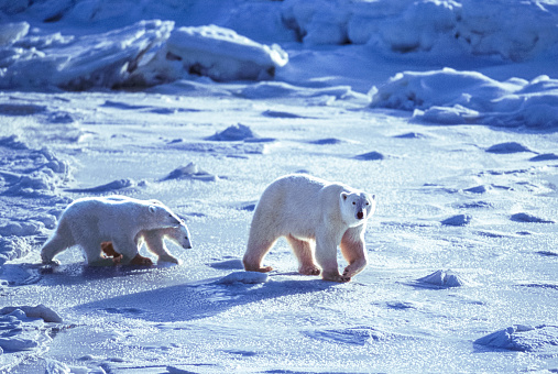 One polar bear (Ursus maritimus) mother strolling with her two cubs through the ice flows along the Hudson Bay.\n\nTaken in Churchill, Manitoba, Canada