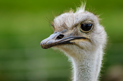 Headshot of a Nandu, also called Rhea Americana, Common Rhea or simply Rhea which is, like the ostrich, a ratite bird.