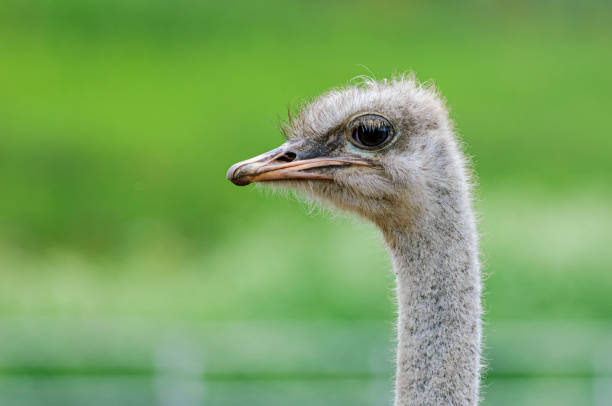 istock Close-up Head Shot of One Ostrich 1758351512
