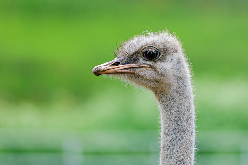 Close-up on a ostrich's head in front of a white background.